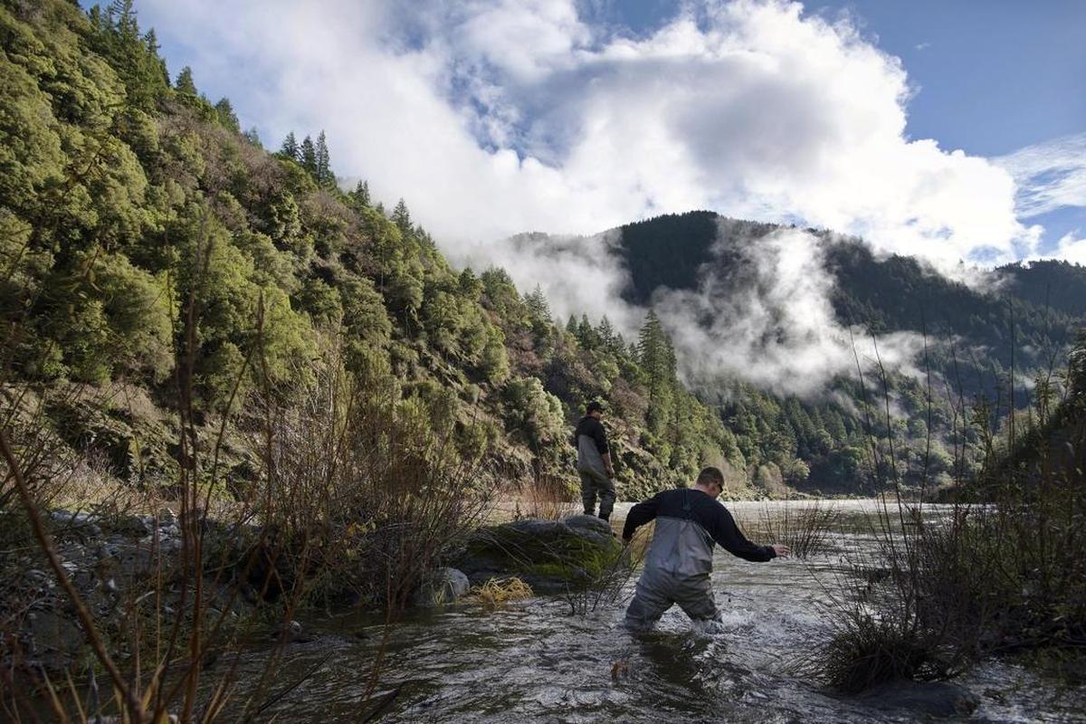 J.J. Reed, foreground, and Sonny Mitchell, both fisheries technicians with the Karuk Tribe, search for Coho salmon that they spotted in Aikens Creek the day before on Wednesday December 8, 2015, near Orleans, Calif.