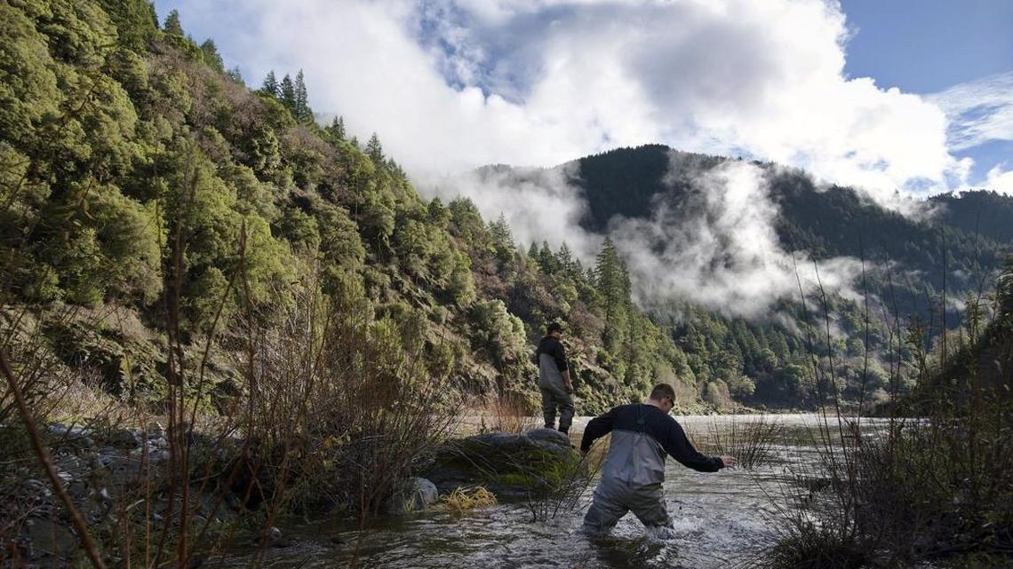 J.J. Reed, foreground, and Sonny Mitchell, both fisheries technicians with the Karuk Tribe, search for Coho salmon that they spotted in Aikens Creek the day before on Wednesday December 8, 2015, near Orleans, Calif.