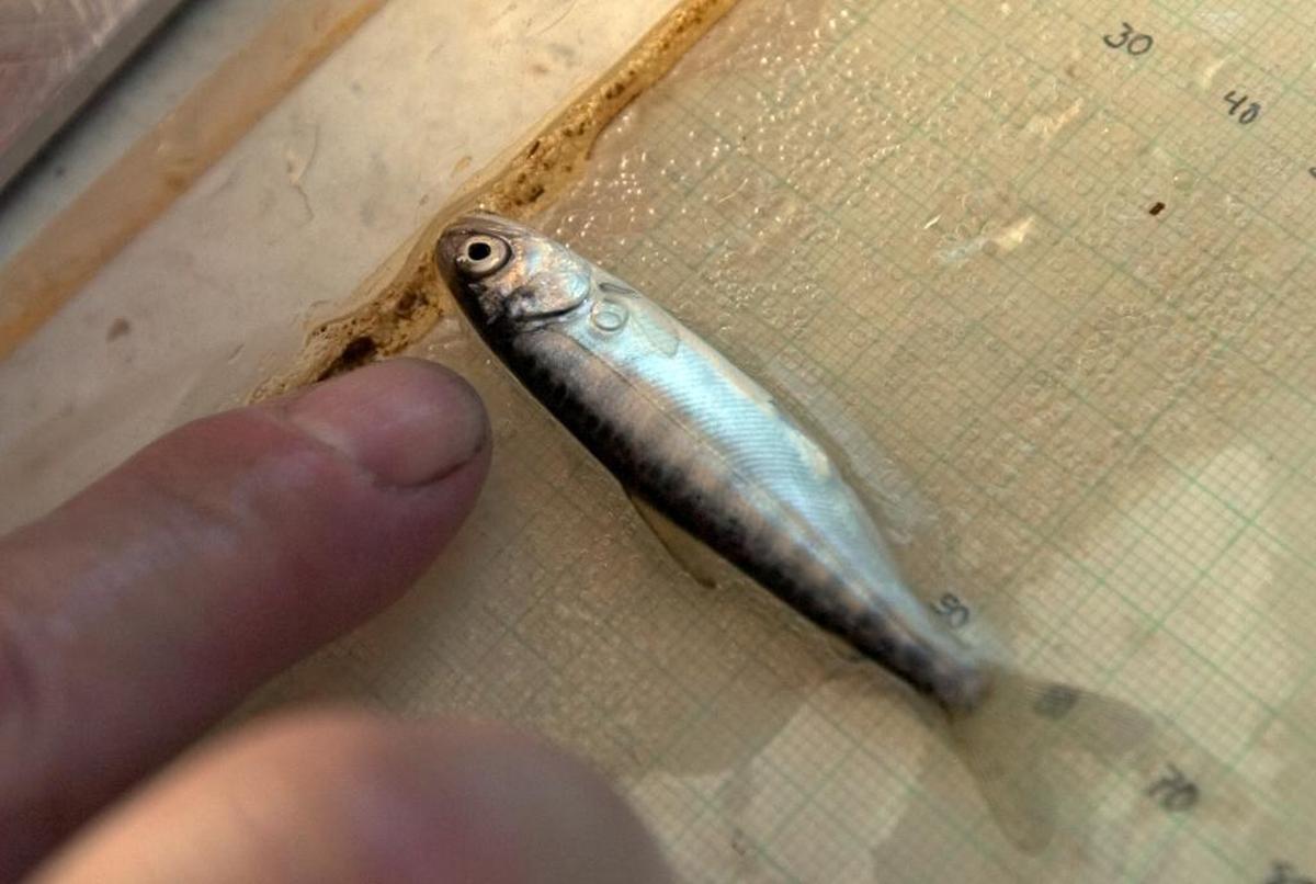 A biologist measures a baby winter-run chinook salmon caught in a research trap in the Sacramento River near Knights Landing in this 2005 file photo.