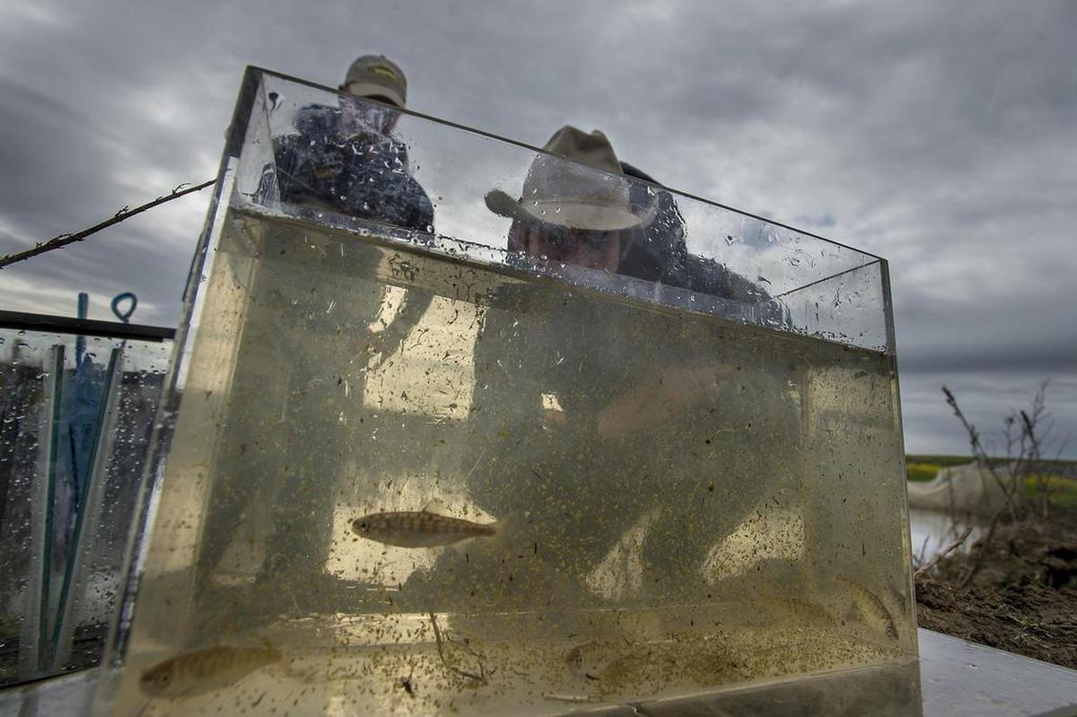 Researchers look at Chinook salmon smolts that had been raised in a rice field near Woodland in February 2016. Researchers say that to prevent the extinction of native fish, rice fields could be used to mimic the traditional flood-plain habitat used by salmon.