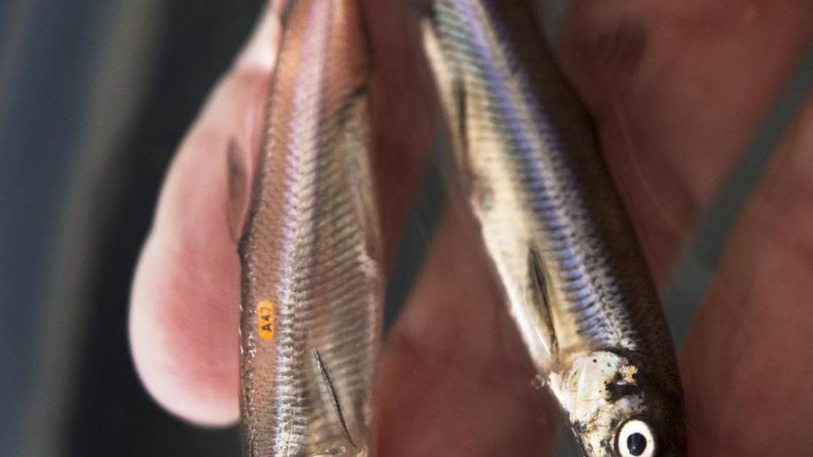 Delta smelt kept alive in hatcheries like these fish photographed last year at the UC Davis Fish Conservation and Culture Lab in Byron may be all that’s left of the species. Fishery officials say Delta smelt this year plummeted perilously close to extinction.