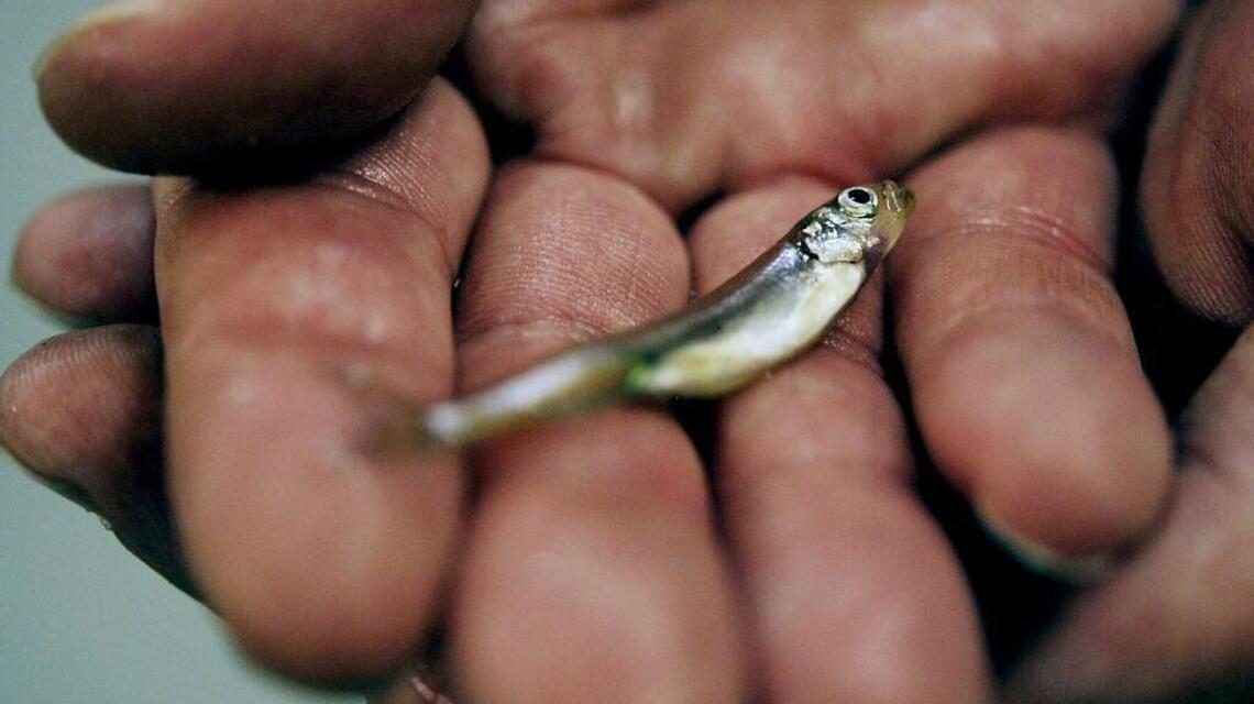 The wet winter brought lots of water to California. But fighting over fish continues