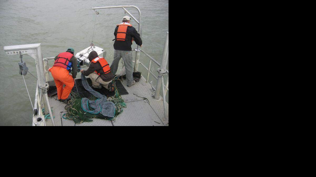
Fisheries officials prepare to lower a “smelt cam” into the Delta during testing in 2013. The device directs fish through a net into a chamber where they are photographed and identified by computer. The device has been put into use during the drought to improve information about where endangered smelt are traveling in the Sacramento-San Joaquin Delta.
