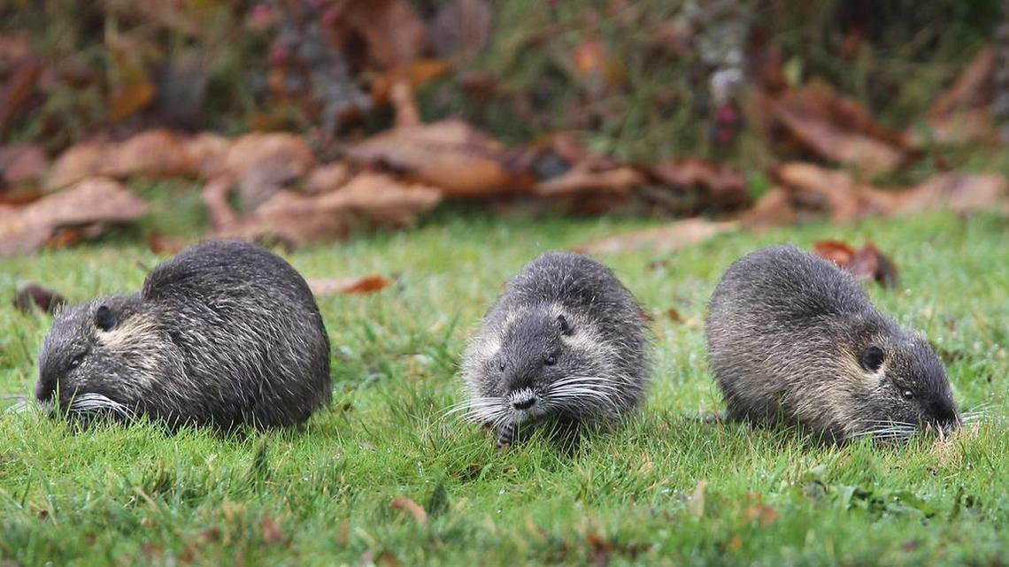 In this photo taken on Dec. 13, 2013, a family of young nutria nibble the grass along the shores of Capitol Lake in Olympia, Wash. Nutria, a destructive aquatic rodent native to South America, have invaded the Sacramento San Joaquin Delta.