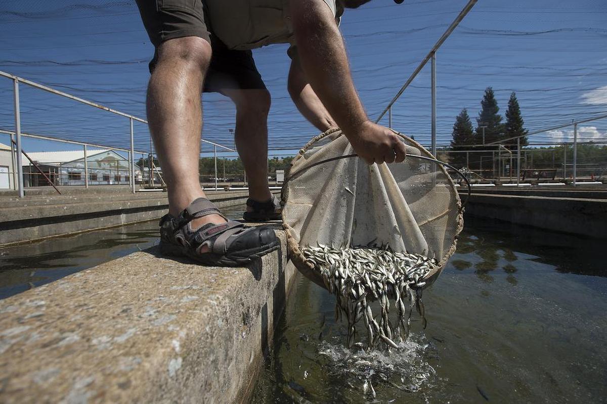 A U.S. Fish and Wildlife Service biologist handles salmon at the Coleman National Fish Hatchery, near Shasta Lake, in June 2015. Dwindling salmon populations have complicated water allocations during the drought.