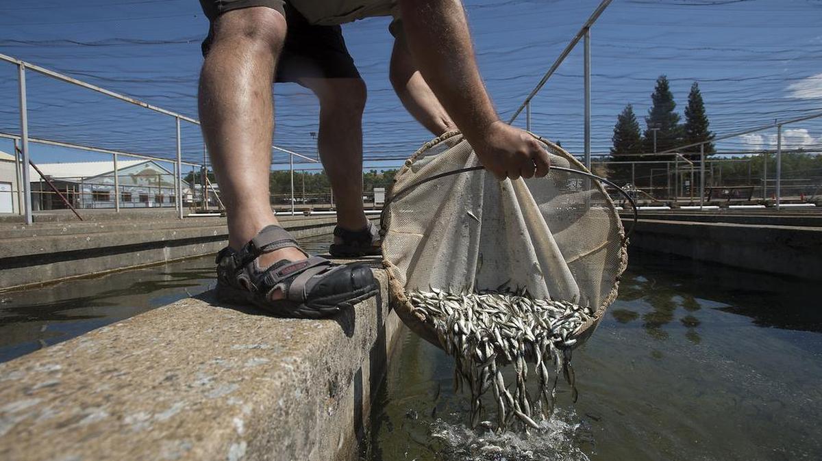 A U.S. Fish and Wildlife Service biologist handles salmon at the Coleman National Fish Hatchery, near Shasta Lake, in June 2015. 