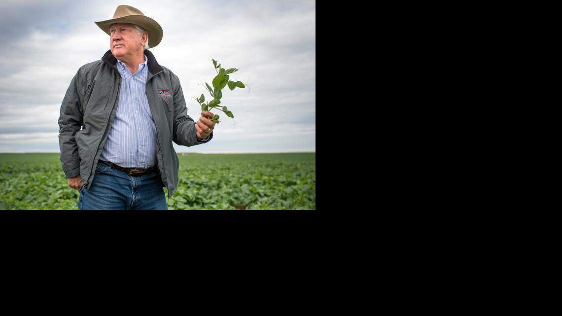 
Joe Del Bosque of Firebaugh shows an organic field at his farm last month. Central Valley residents are dealing with the results of a multiyear drought that has caused many farmers to stop planting row crops in favor of almonds and pistachios.
