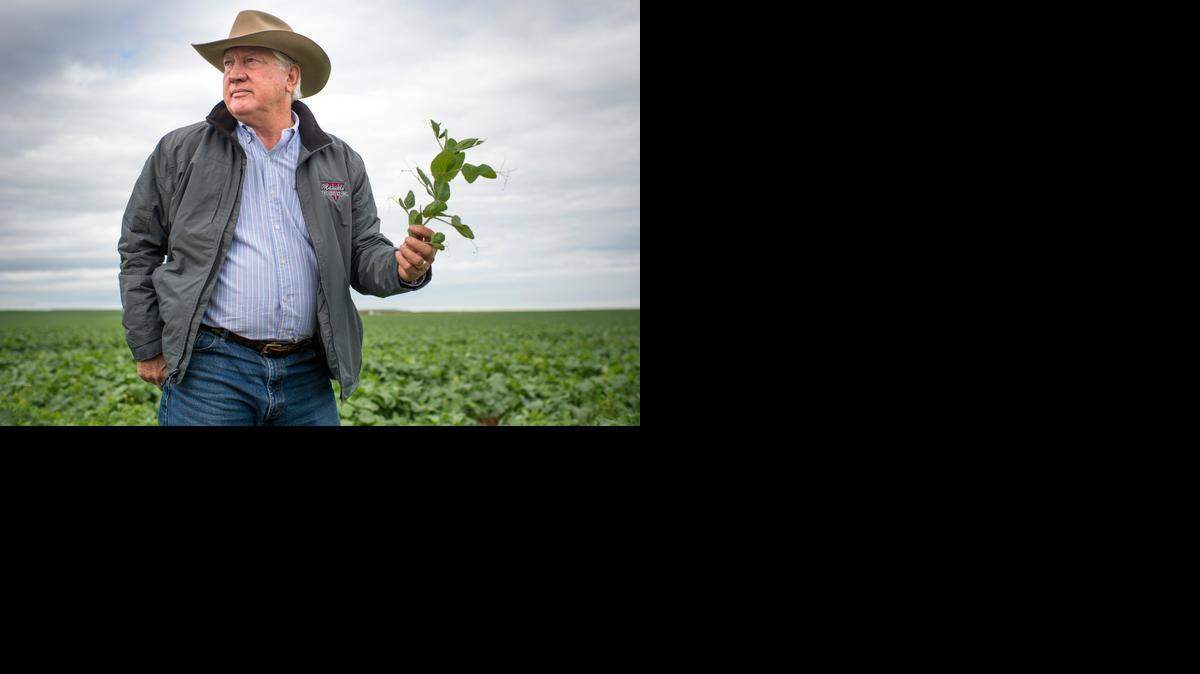 
Joe Del Bosque of Firebaugh shows an organic field at his farm last month. Central Valley residents are dealing with the results of a multiyear drought that has caused many farmers to stop planting row crops in favor of almonds and pistachios.
