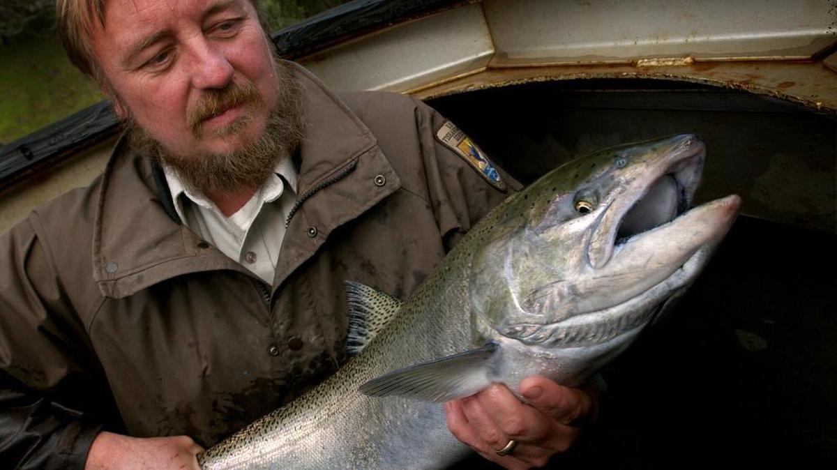 
John Rueth, assistant hatchery manager of the Livingston Stone Hatchery for the U.S. Fish and Wildlife at Shasta Dam, holds a winter run chinook salmon for measuring and tagging, which was later transferred to a holding tank where it will be artificially spawned, Wednesday, March 13, 2002.
