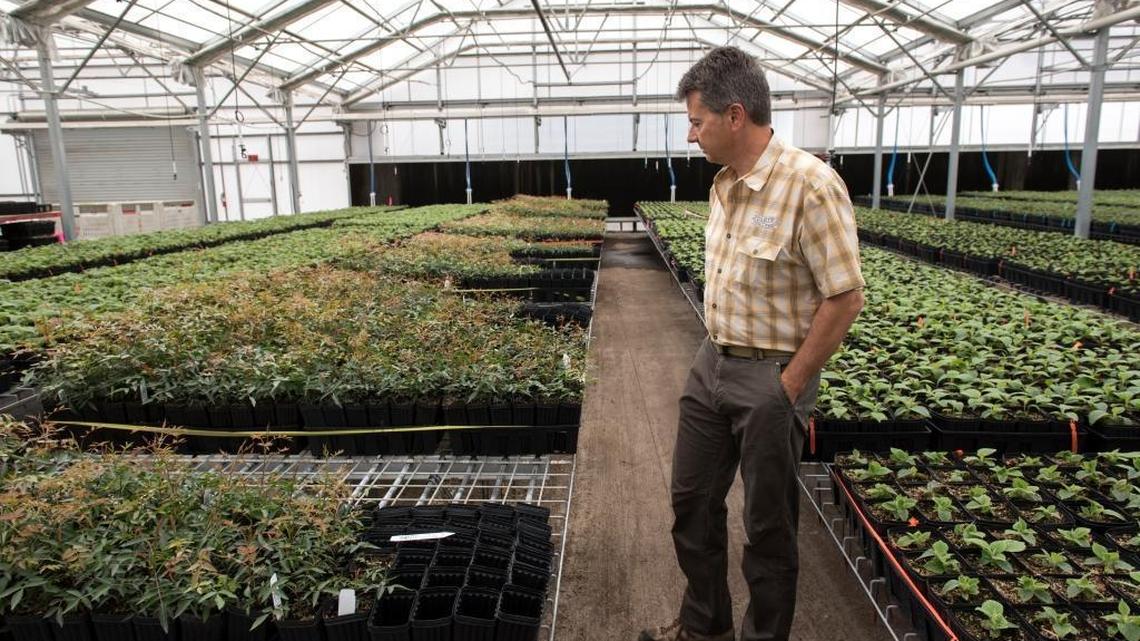 John Duarte looks over pistachio clones at Duarte Nursery in Hughson, Calif., on Thursday, May, 7, 2015.