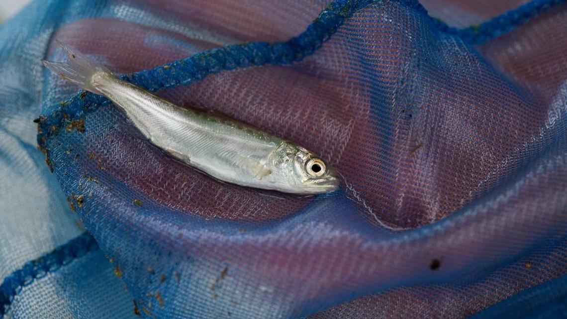 State officials substantially overestimated the numbers of fish that were killed Wednesday at a temporary fish hatchery used since the Oroville Dam crisis in February.