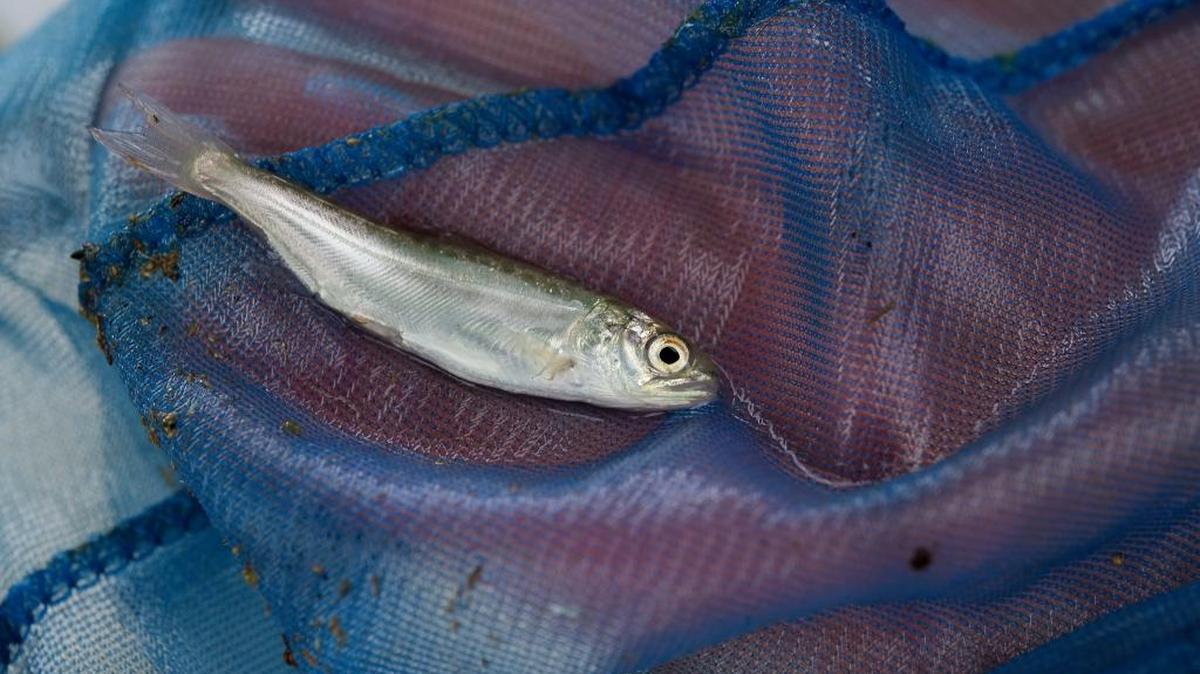 State officials substantially overestimated the numbers of fish that were killed Wednesday at a temporary fish hatchery used since the Oroville Dam crisis in February.