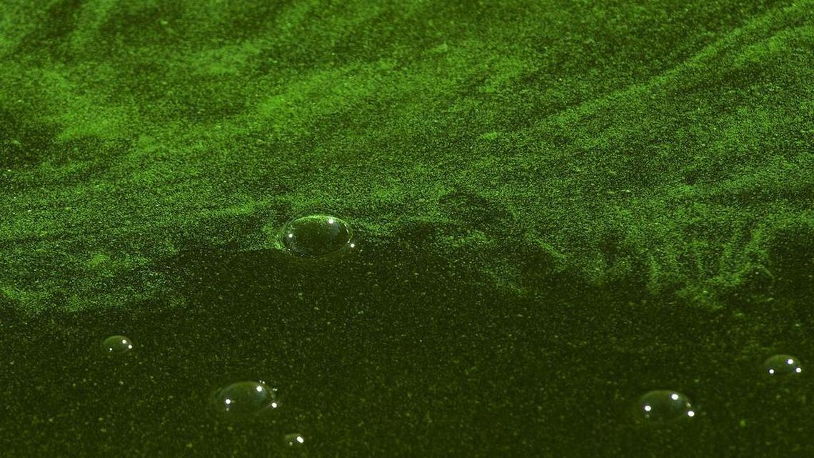 Forest Service warns against toxic blue-green algae by Lake Tahoe. How can it be avoided?