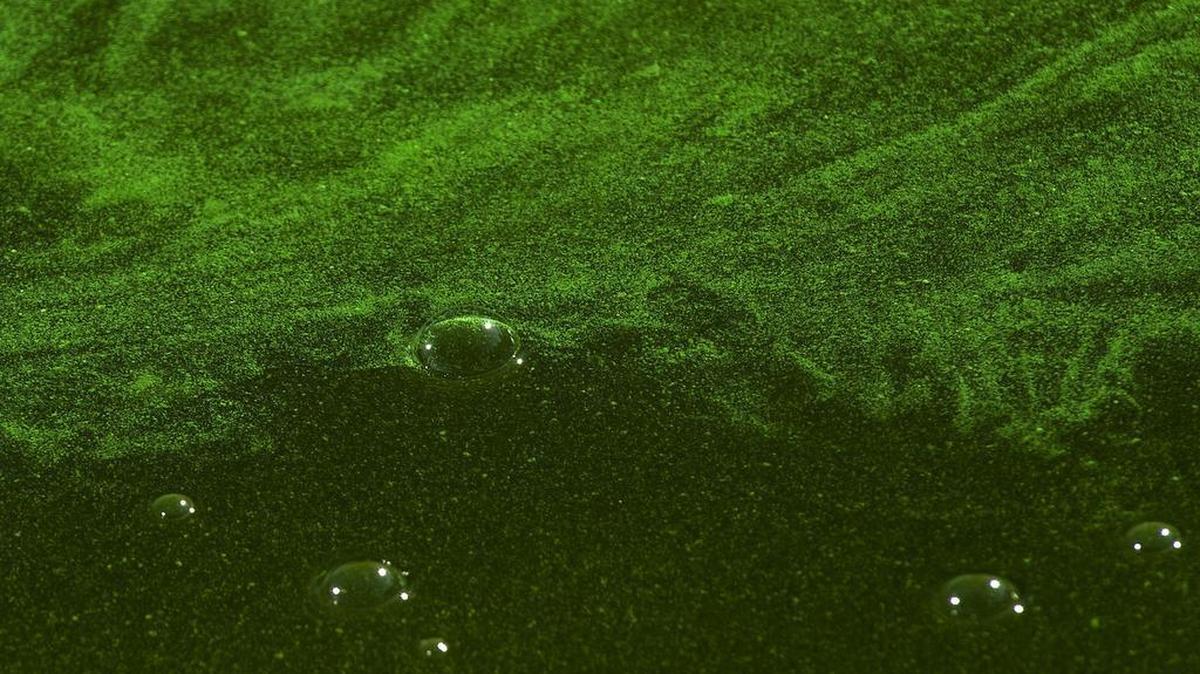 Warnings of toxic blue-green algae blooms are proliferating as warmer weather hits California.