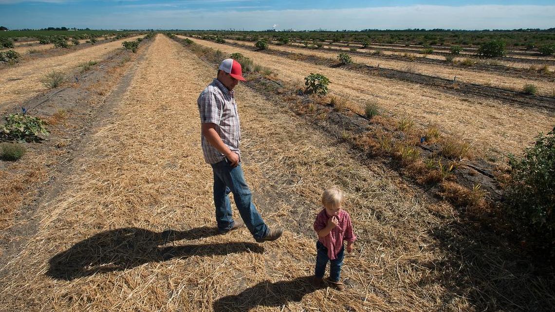 
Garrett Mussi and his son, Lorenzo, 2, inspect 150 acres of fallow land on Mussi’s farm on Roberts Island near Stockton in July.  Mussi bought almond trees to plant on the acreage two years ago, but because of the drought he has not been able to plant them.

