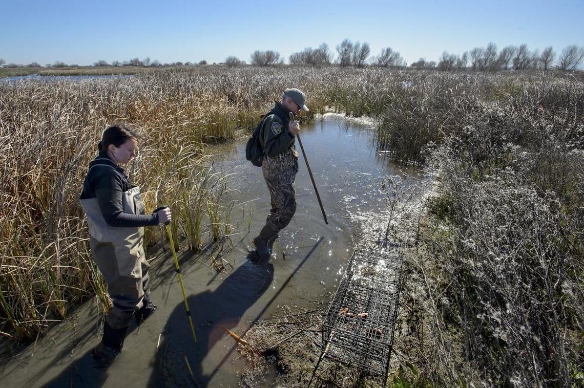 Senior Environmental Scientist Valerie Cook Fletcher and Senior Wildlife Biologist Greg Gerstenberg of the California Department of Fish and Wildlife check a trap for nutria near Gustine. A large aquatic South American rodent between the size of a muskrat and a beaver, nutria have been found in the Sacramento-San Joaquin Delta and pose a serious environmental threat to the estuary because their destructive feeding and burrowing habits.