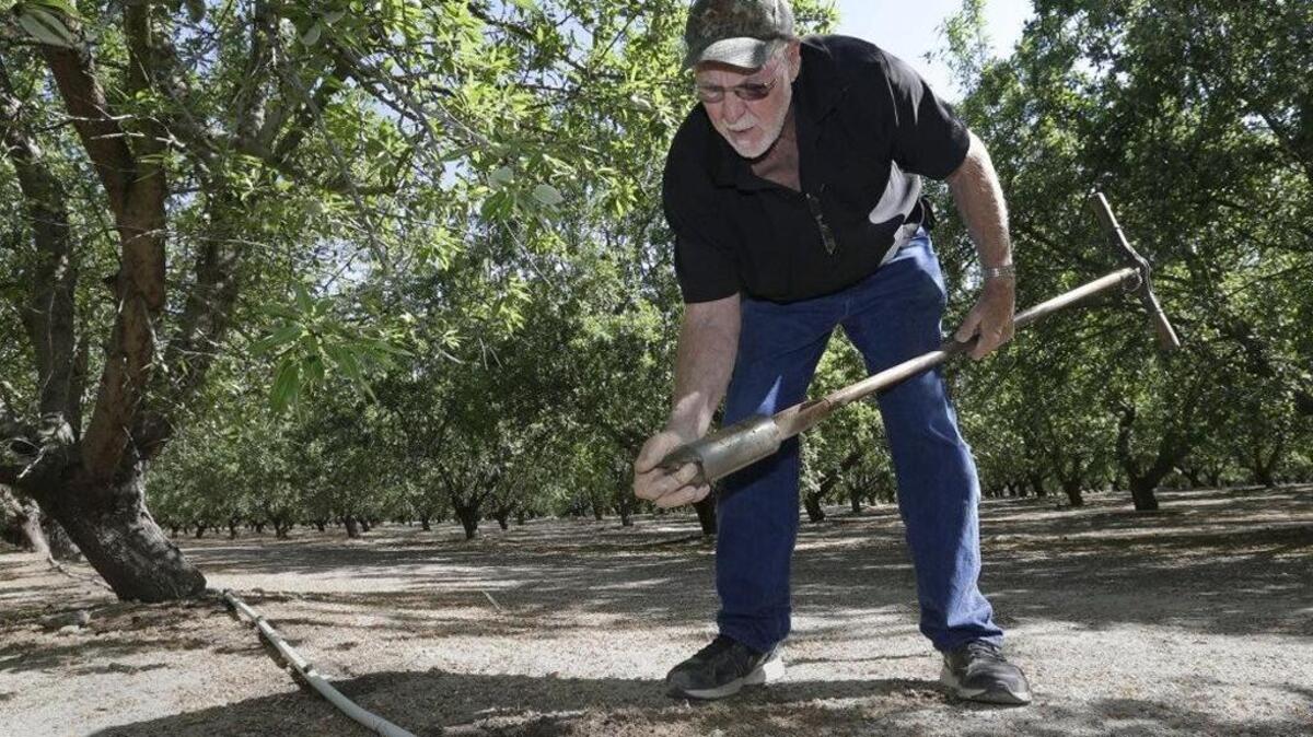 
Almond grower Bob Weimer works in his almond orchard near Atwater, Calif. Almonds are one of the permanent crops that has made California's water supply less resilient during drought. 
