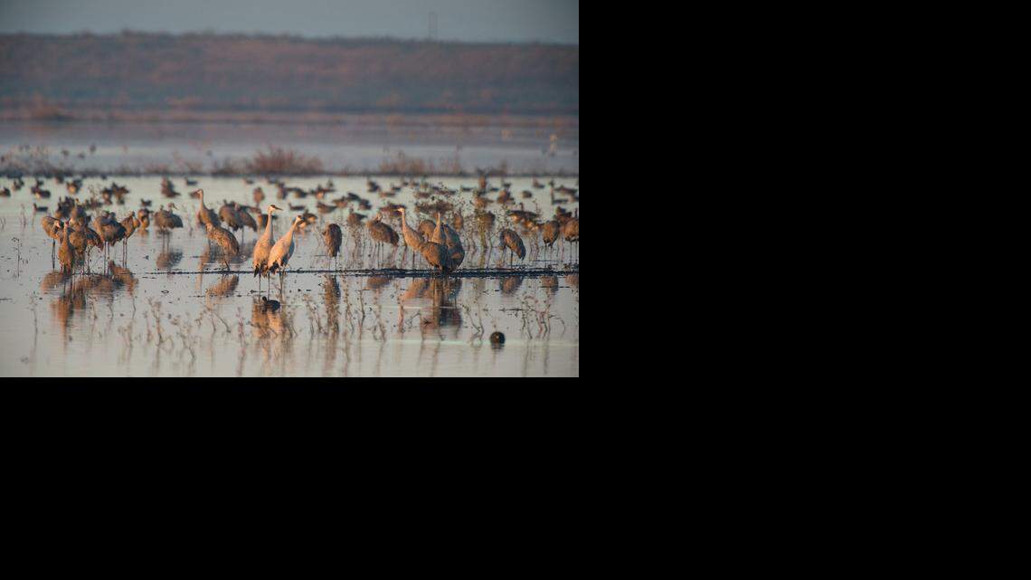 Sandhill cranes feed in a flooded cornfield at sunrise on Staten Island in the Delta on Wednesday. The sandhill crane and geese count there has doubled from last year. The Nature Conservancy, which owns Staten Island, has been taking counts and has seen 14,000 geese and 3,500 sandhill cranes.