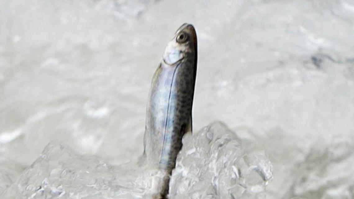 California must adopt new water diversion rules to restore Sacramento and Central Valley salmon runs, protect the Bay-Delta and save coastal fishing jobs.