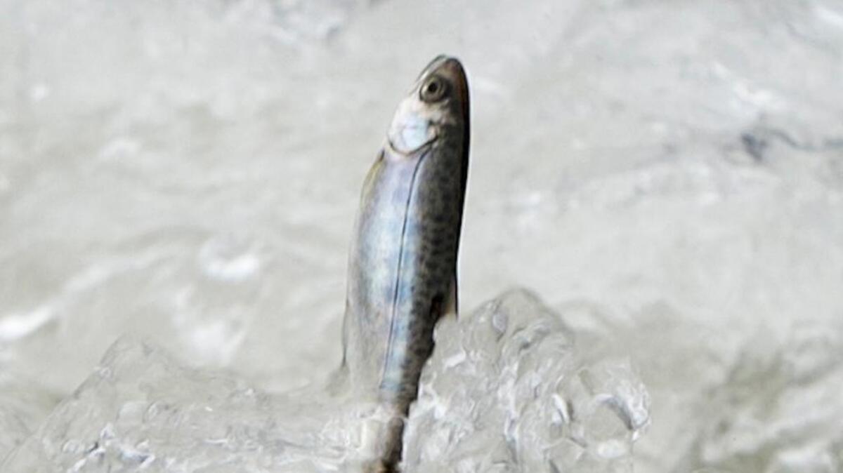California must adopt new water diversion rules to restore Sacramento and Central Valley salmon runs, protect the Bay-Delta and save coastal fishing jobs.