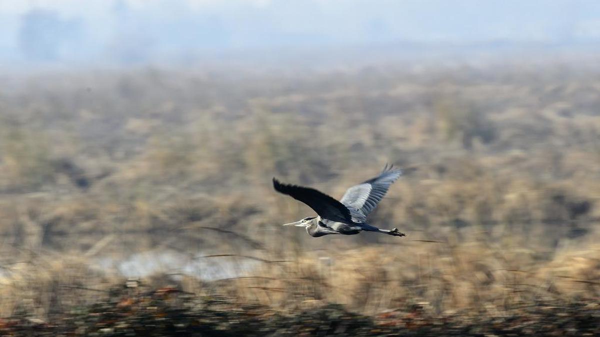 An egret flies at Conaway Ranch in Woodland in 2013. An experiment with rice production at the ranch could cut into the Pacific Flyway’s bird habitat.