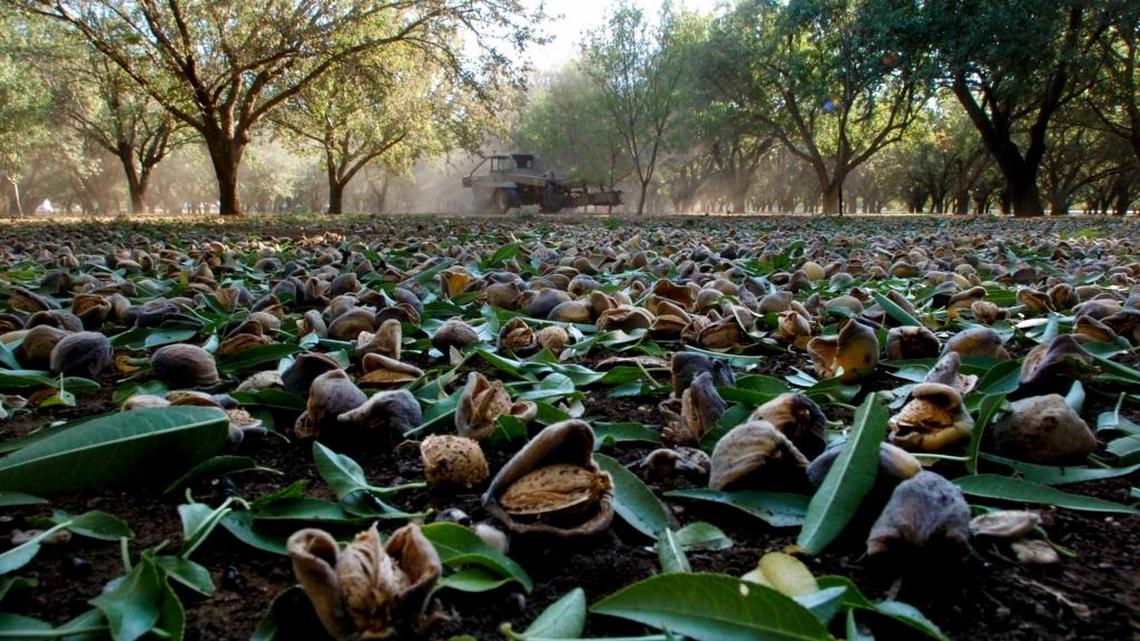 A recent price drop has some people wondering if the great almond boom that transformed agriculture in California’s Central Valley is starting to fizzle.