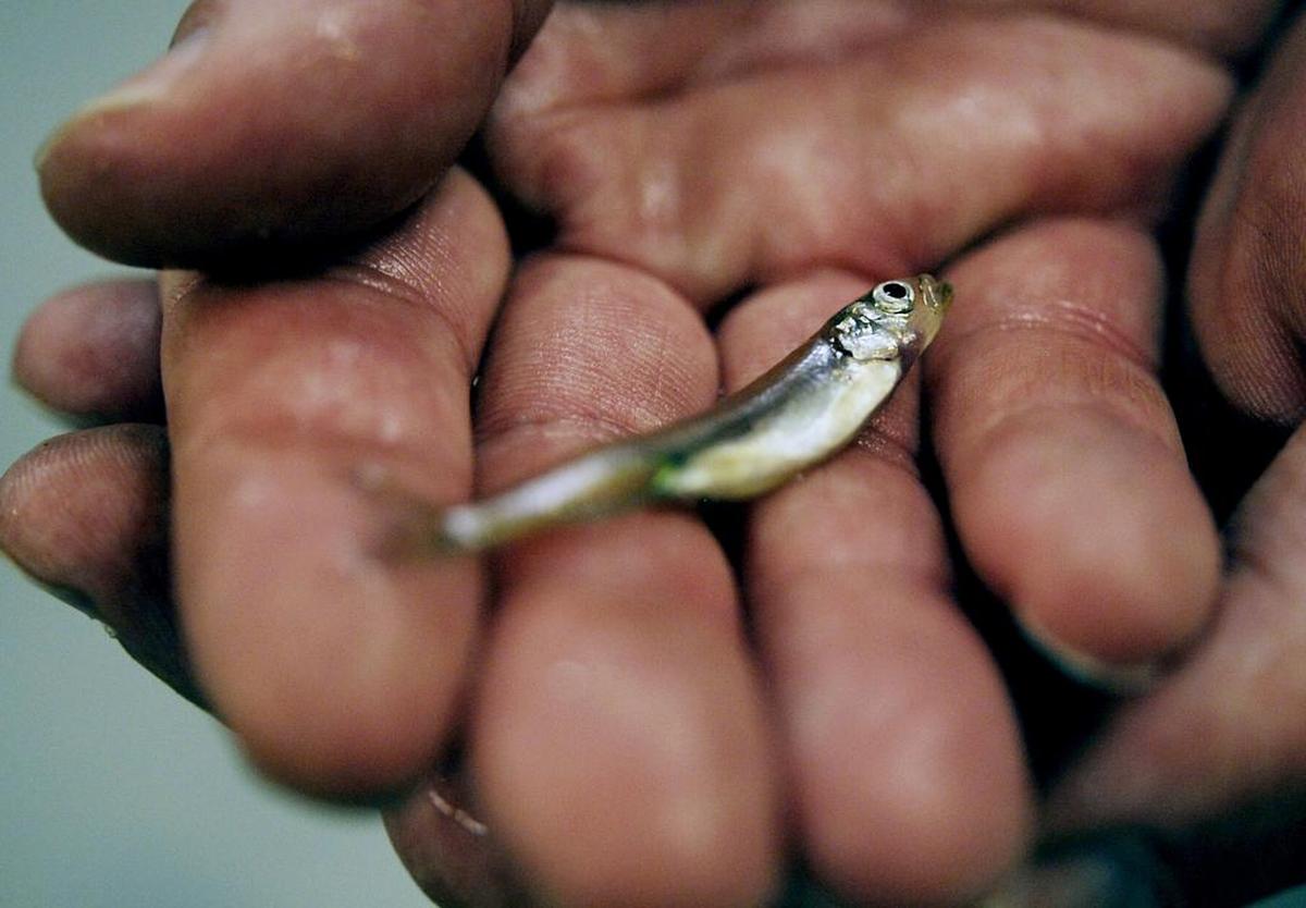 Chris Mathys, a candidate for a Fresno-area seat in Congress, has initiated a petition to have the Delta smelt declared extinct.