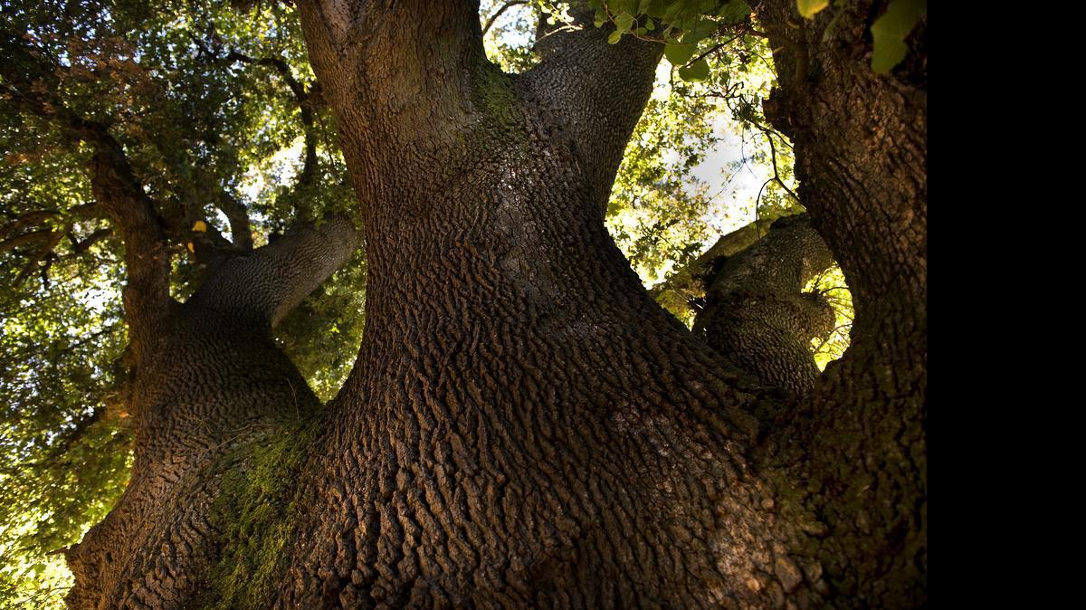 
Valley oak: Often hundreds of years old, these huge evergreen trees provide habitat for many species of California prairie wildlife. 
