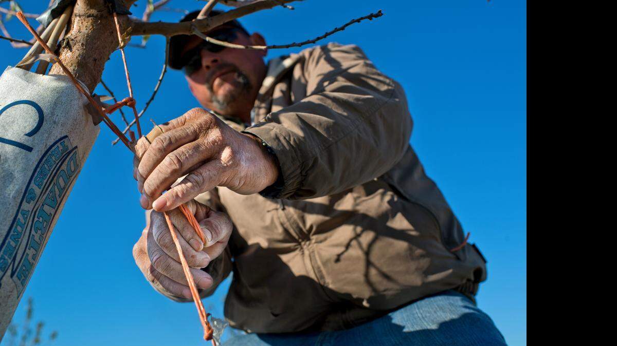 
“Higher prices and good profits for California almond growers will continue to encourage more planting” says Rabobank economist Vernon Crowder. 

