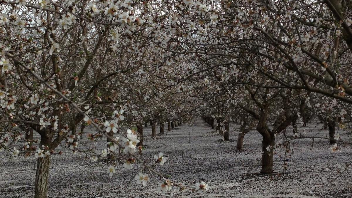 An almond grove near Winters. Falling almond prices have depressed farmland values in parts of the Central Valley.