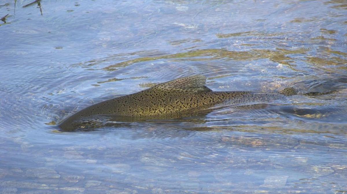 As regulators consider how best to manage the state’s meager water supplies – decisions that have life-and-death impact on Chinook salmon – new data is showing that the species is faring worse than ever.