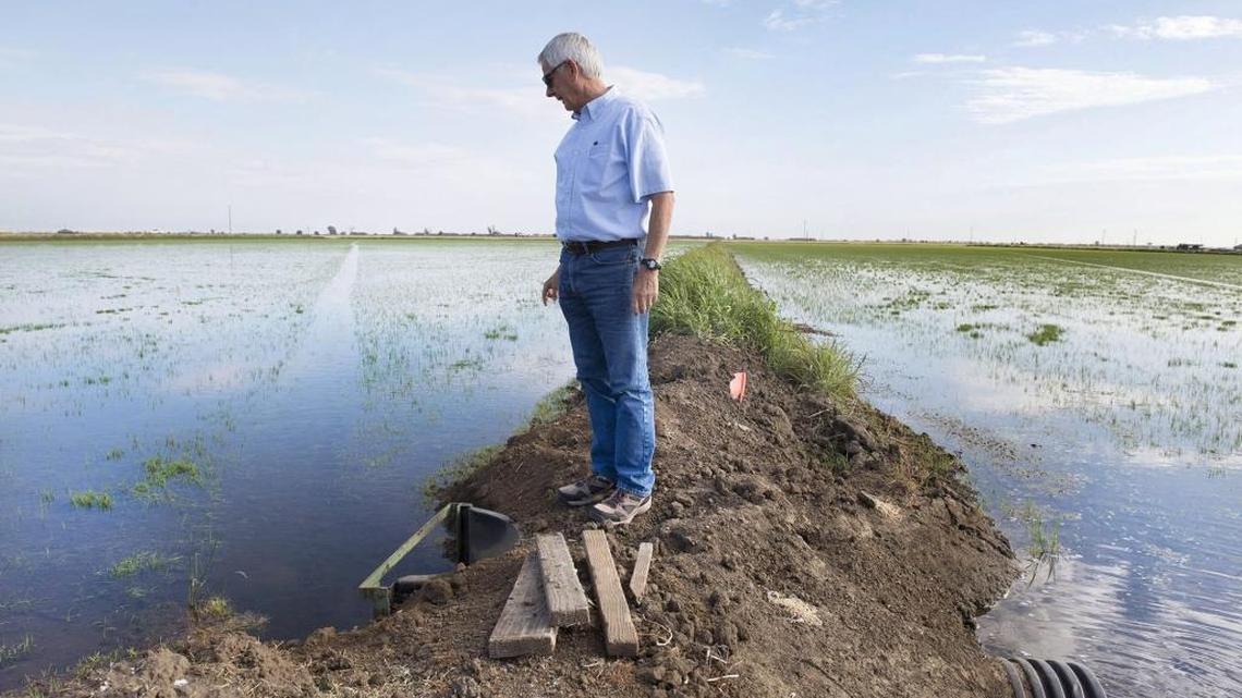 Rice farmer Don Bransford looks over a field in Williams, Colusa County, in May 2015. He said a proposed cutback in water supplies to help fish “would be disastrous.”