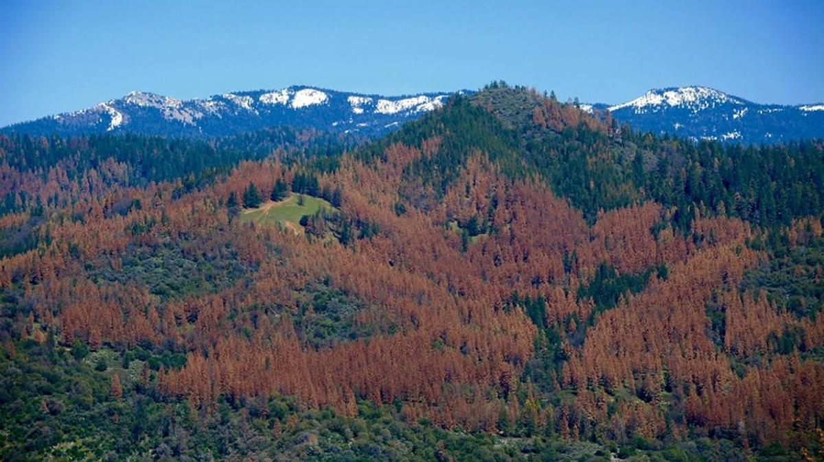 Intense ponderosa pine mortality is seen in the Bass Lake area from an aerial survey by the U.S. Forest Service in August 2015. The trees likely died in 2014 but the mortality became evident a year later.