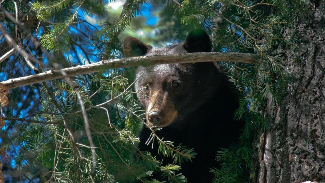 
Black bears like this one have been spotted more often in urban areas of California as the drought drives them to take desperate measures to find food.
