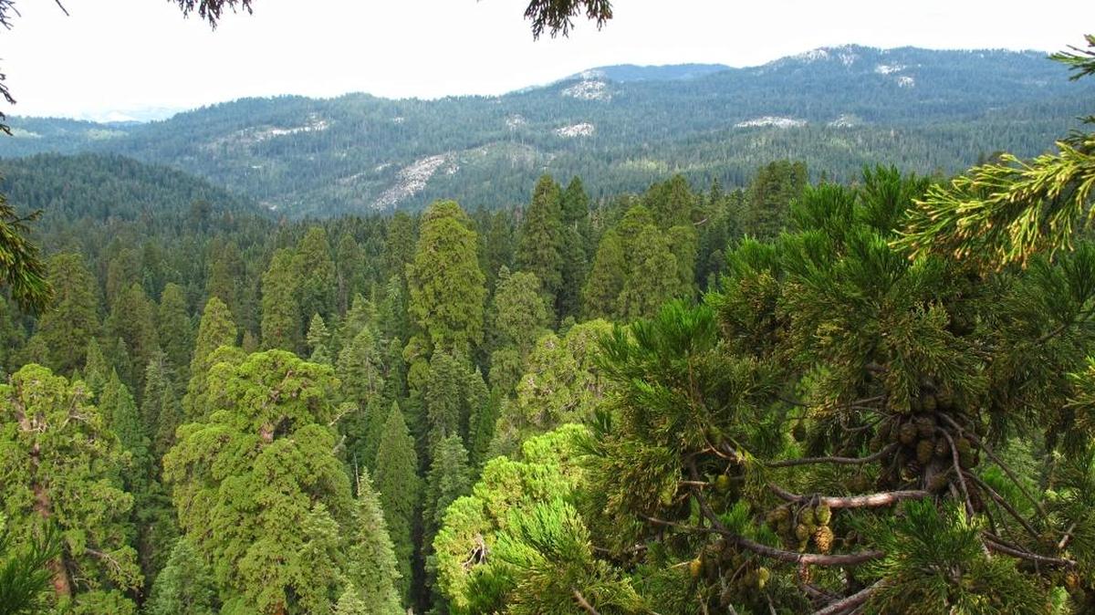 The giant sequoia canopy.