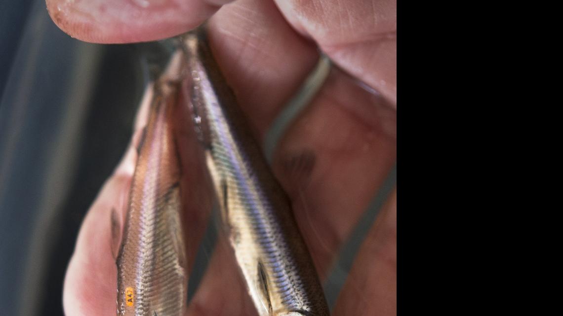 
A small tag is visible on one of three Delta smelt, left, at the UC Davis Fish Conservation and Culture Lab near the state's water import pumps at Clifton Court Forebay  in Byron.

