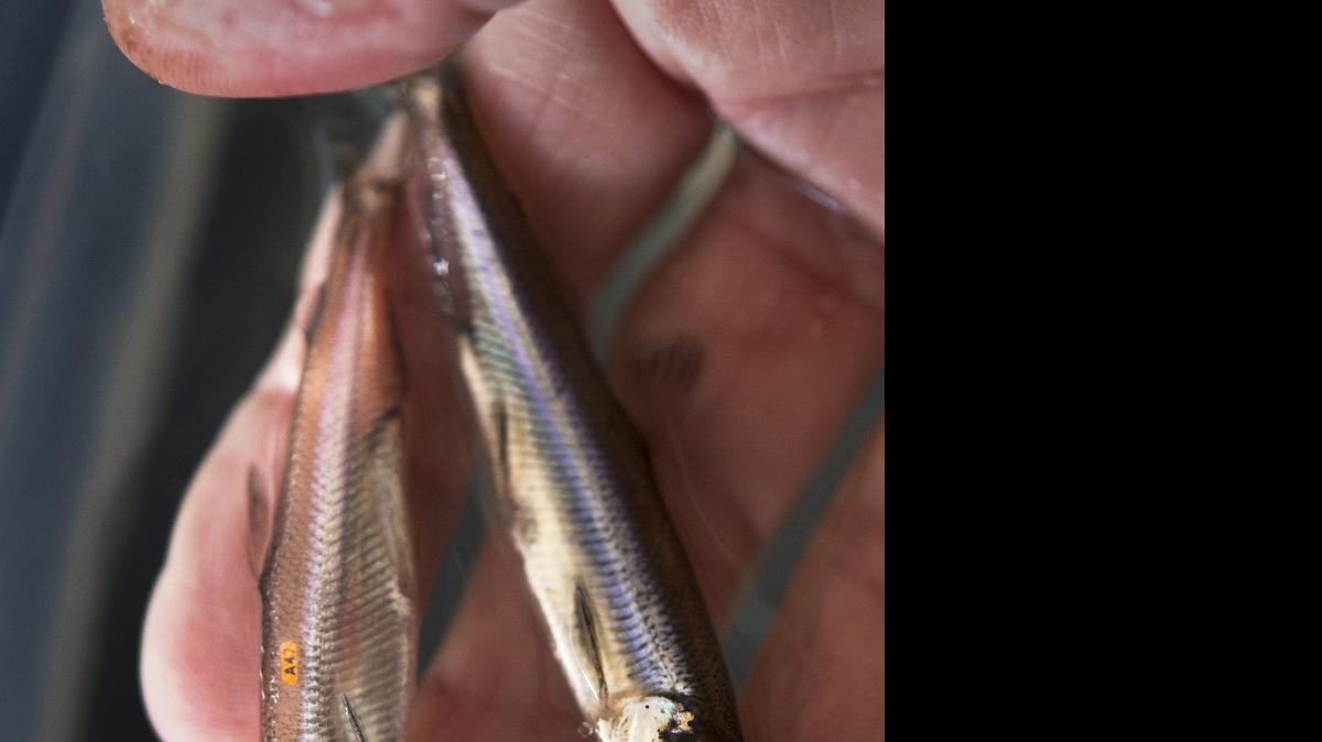 
A small tag is visible on one of three Delta smelt, left, at the UC Davis Fish Conservation and Culture Lab near the state's water import pumps at Clifton Court Forebay  in Byron.
