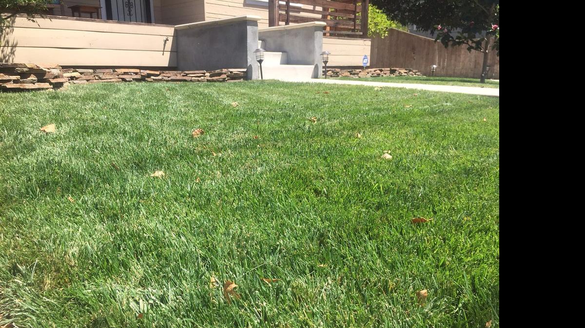 
Newly installed sod in front of a Curtis Park home 
