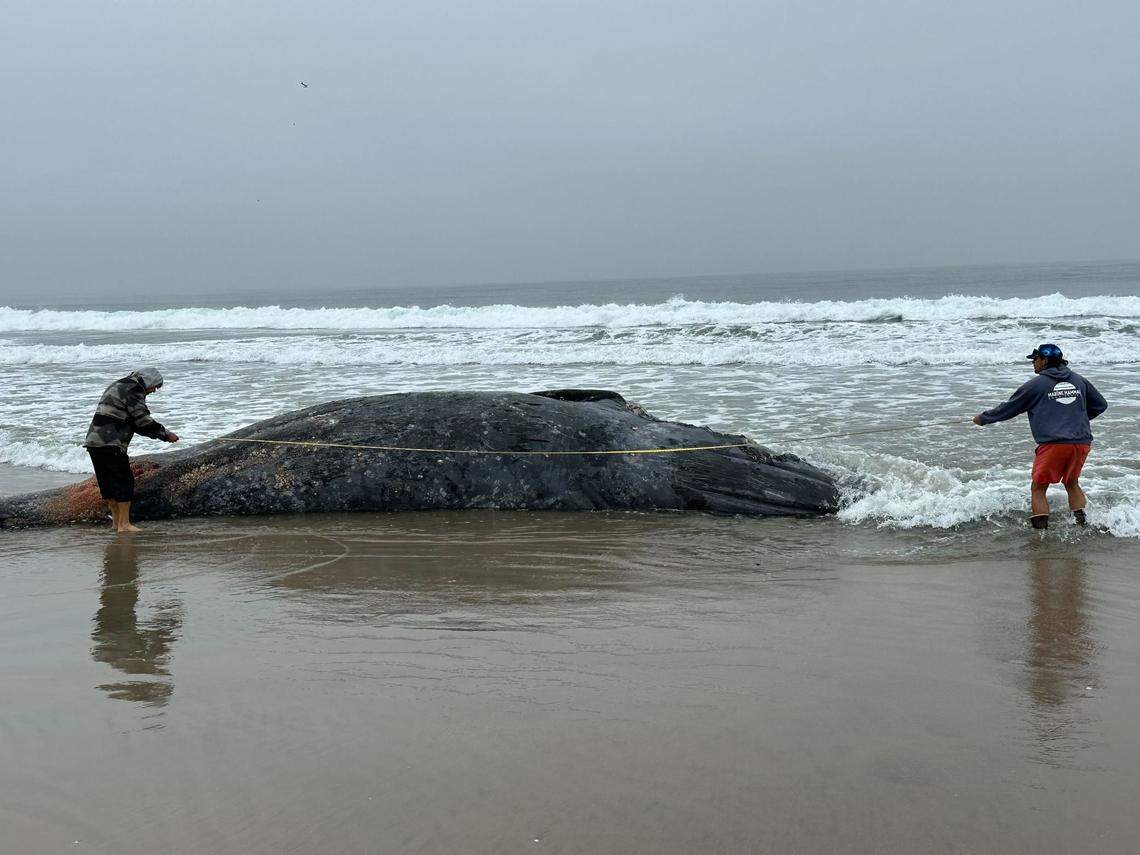 A 39-foot gray whale was stranded on a California beach.