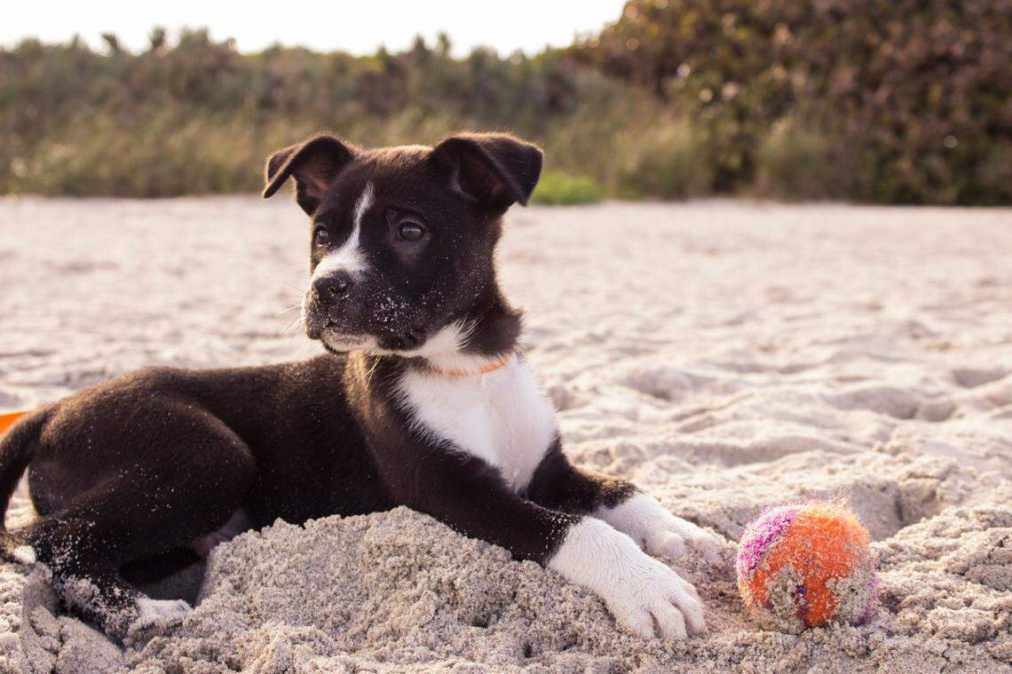 Two California spots are on USA Today’s list of the top 10 dog-friendly beaches in the nation.