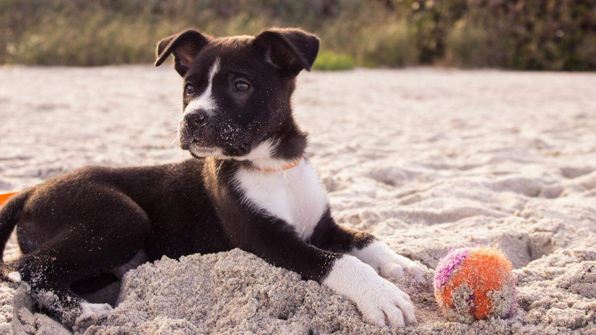 Dogs of all ages might find the valellas on California beaches intriguing. But owners should be very careful, experts say.