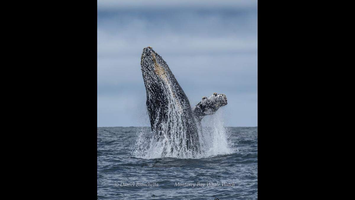 Humpback whales were spotted off the coast of California, boaters said.