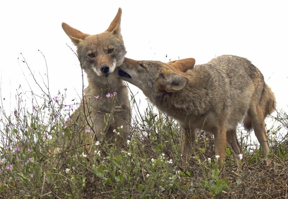 A coyote grooms another in one of the major parks in San Francisco. Coyotes returned to the city in the early 2000s after a long absence.
