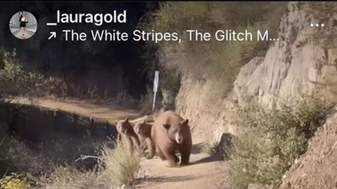 A trail runner turned a blind corner on a narrow mountain trail in southern California and came face to face with a mother bear and her two cubs, video shows.