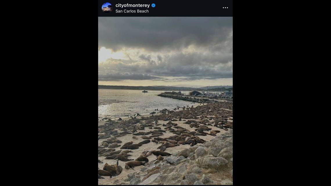Hundreds of sea lions flooding a beach’s shoreline in California, the city said.