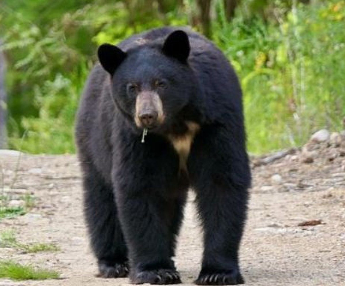 Black bears will soon emerge from their dens, including those that hibernated underneath Lake Tahoe-area homes. =