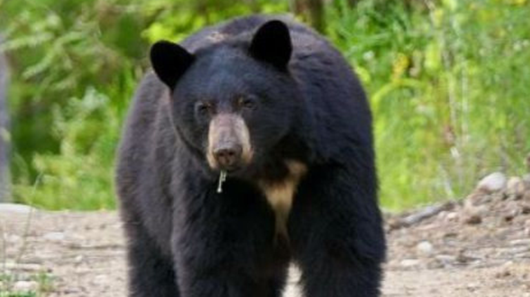 CA officials warn of increased bear encounters, especially in Tahoe, as temps rise