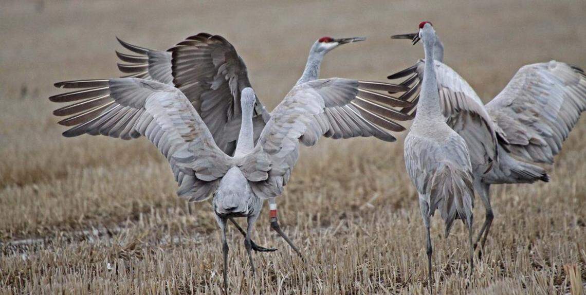 A group of four sandhill cranes.