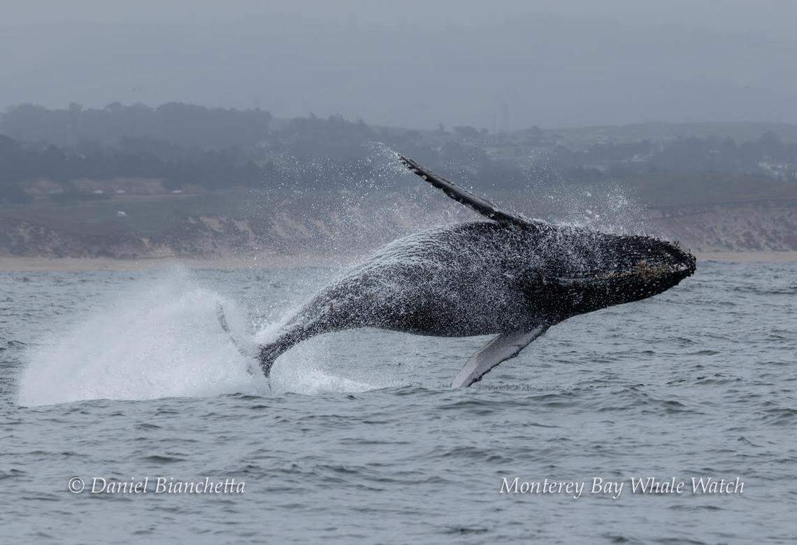 A humpback whale was seen breaching off the California coast.
