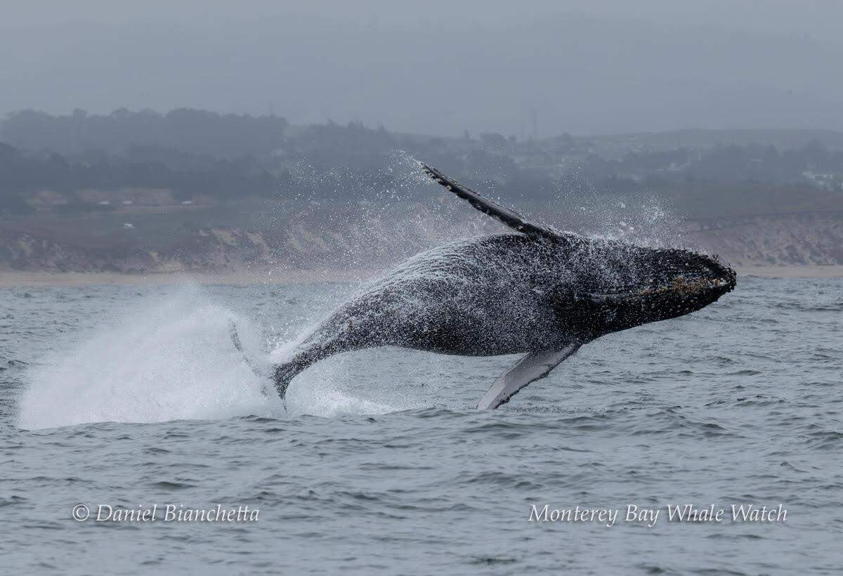 A humpback whale was seen breaching off the California coast.